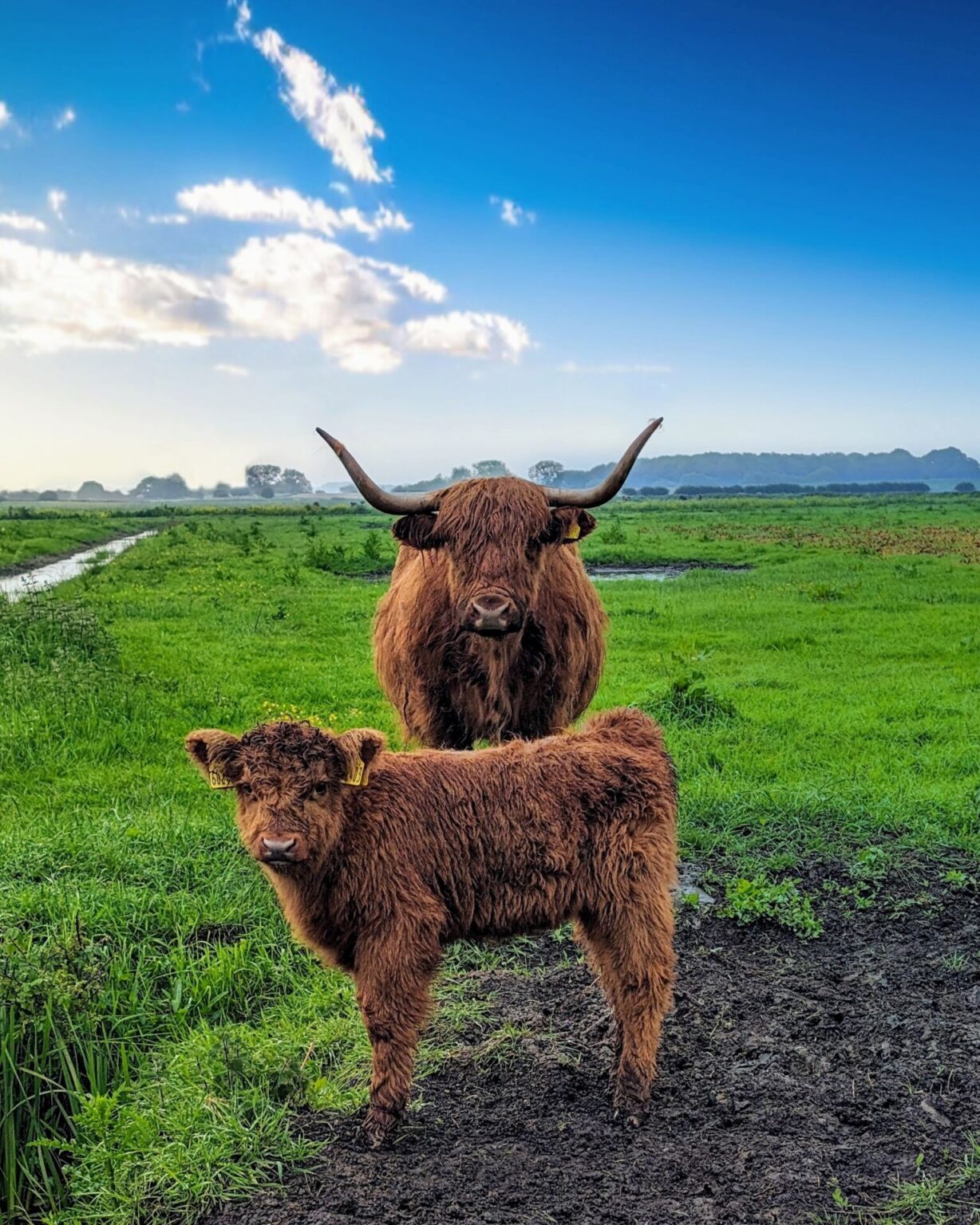 Sponsorship Highland Cow Experiences Highland cow sponsorship Dumble Farm, Arram