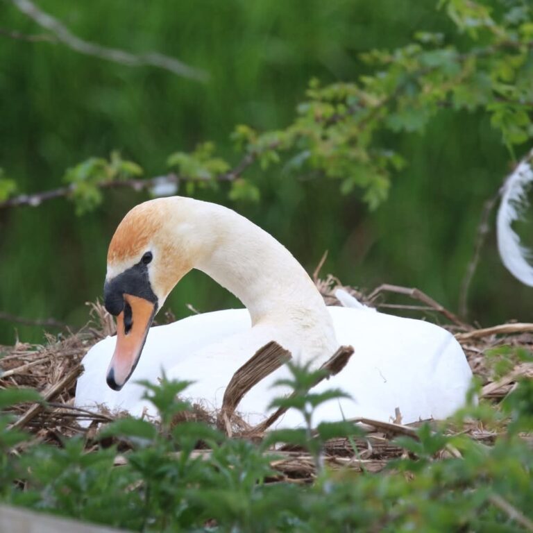 A Swan at Pulfin Bog