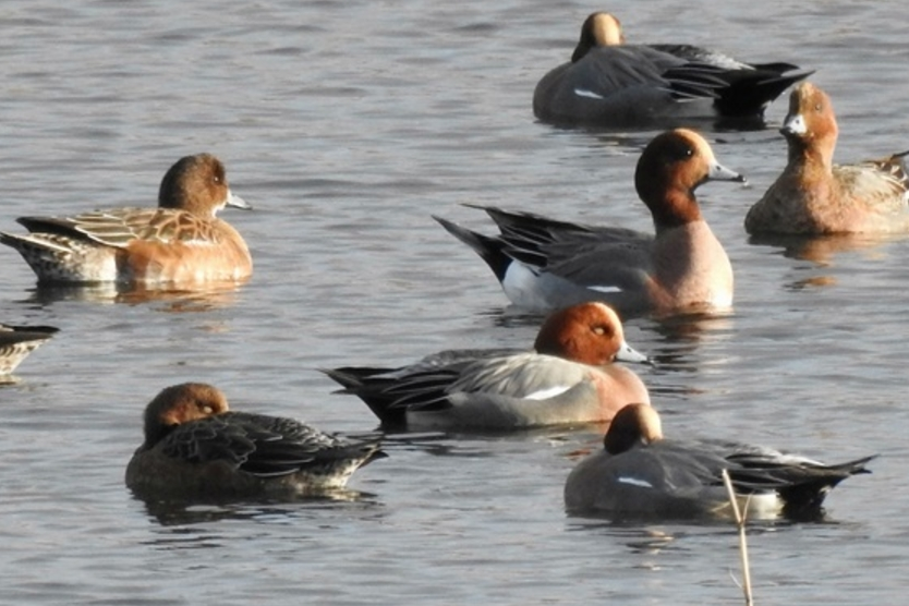 Wigeon's at north cave wetlands