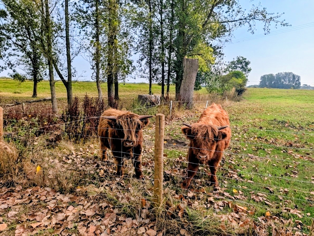 Friendly neighbours.